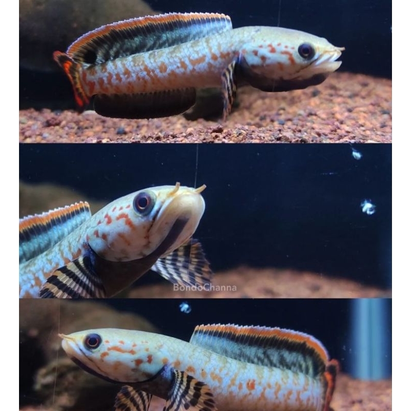 chana bleheri sortiran rim tipis full dot