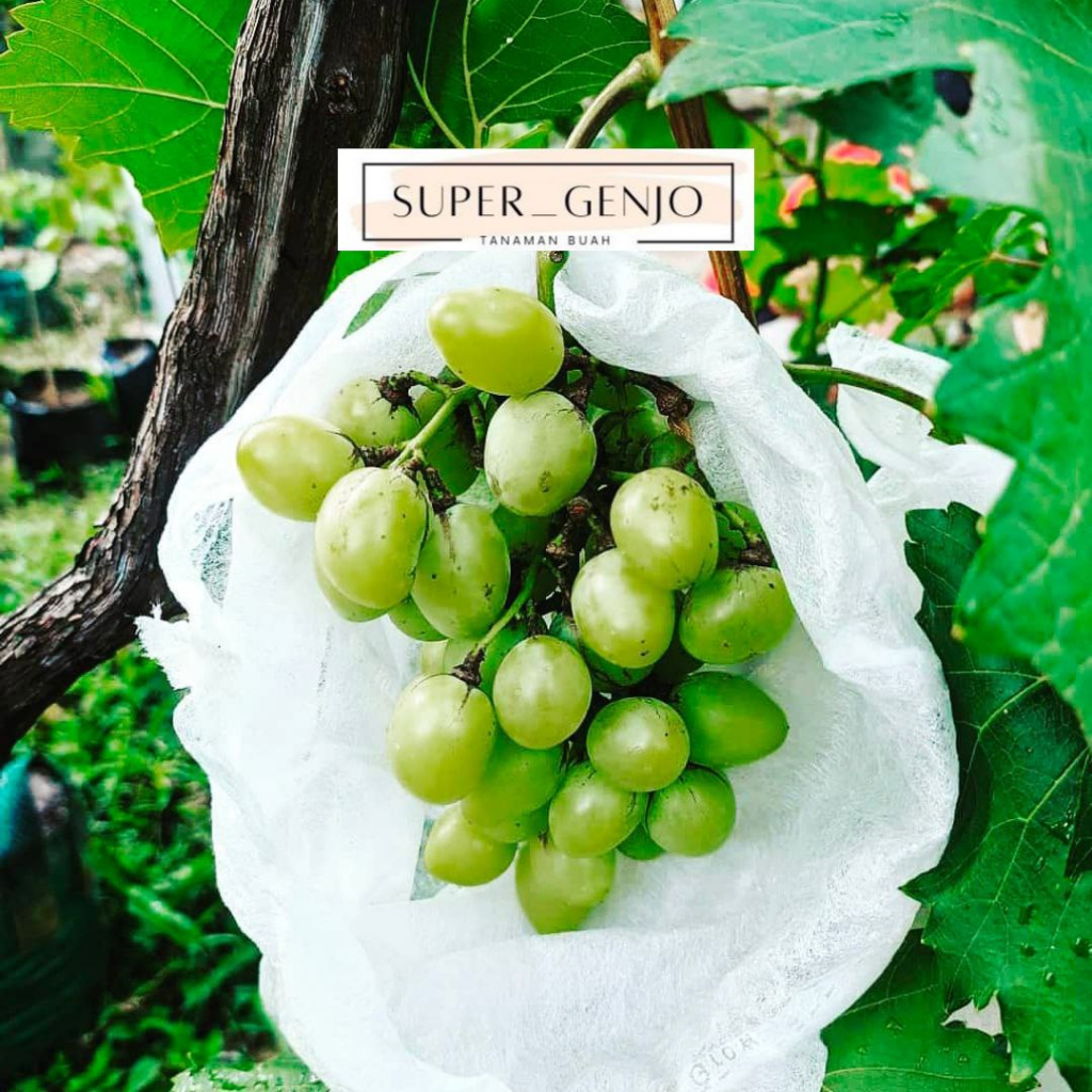 Bibit Anggur Import Jenis Angelica Super Batang Besar