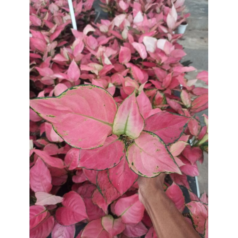 aglonema PINK CATRINA dewasa rimbun