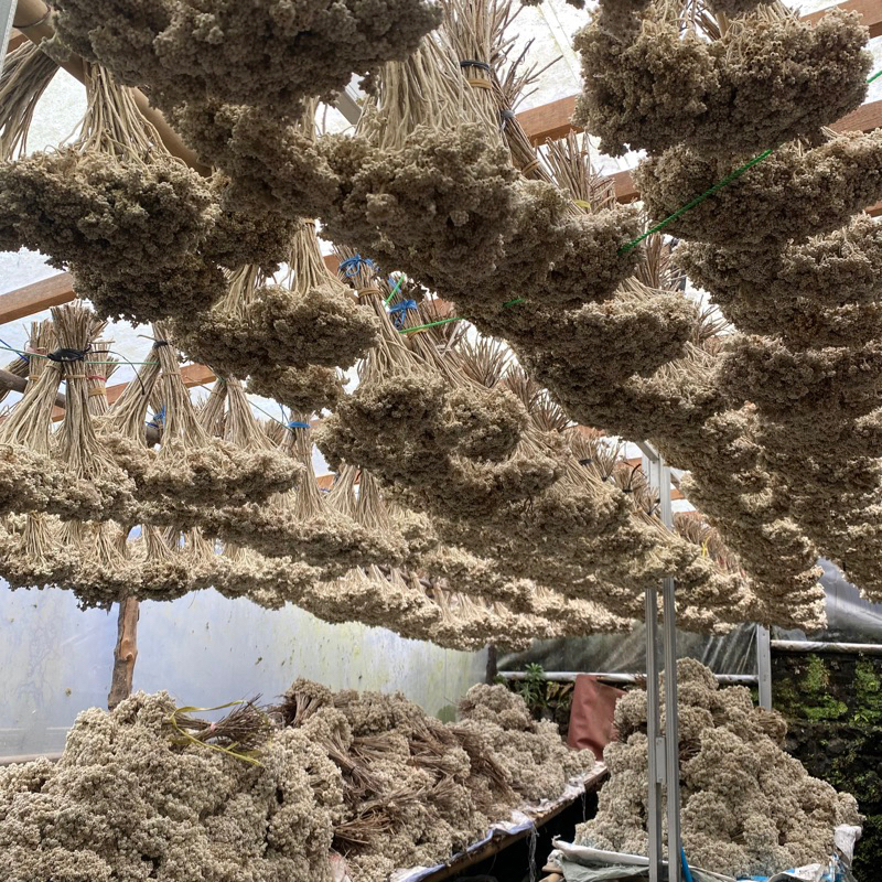 [GROSIR] BUNGA EDELWEIS TERMURAH KUALITAS TERBAIK