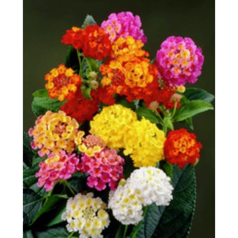 tanaman hias lantana warna kuning,oren,merah,putih