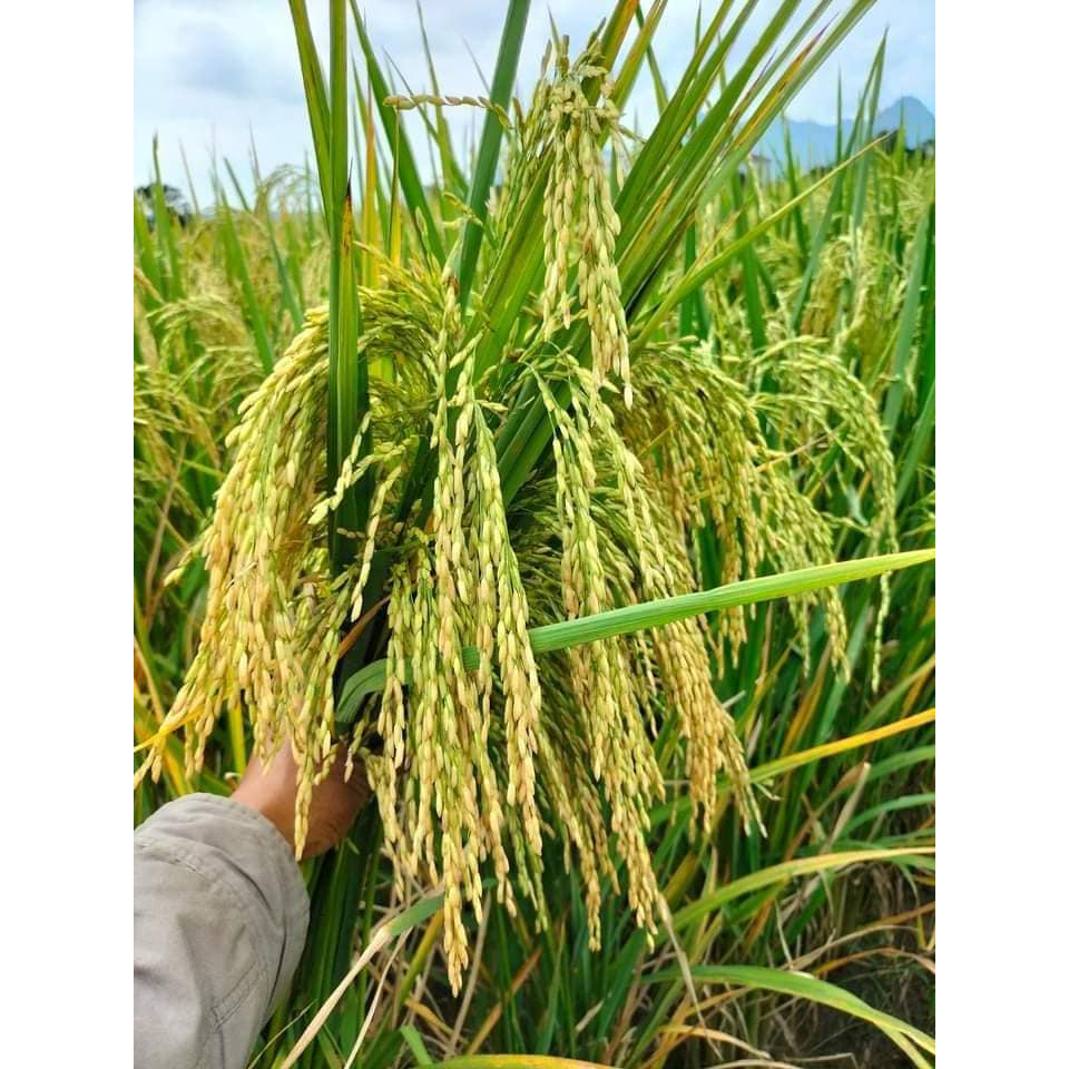 Bibit Padi SRIKANDI JUMBO/SAMBO Bibit Unggul 5KG