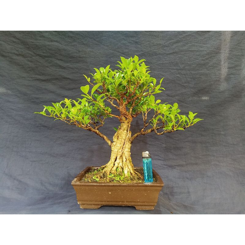 Bonsai Ficus Kimeng