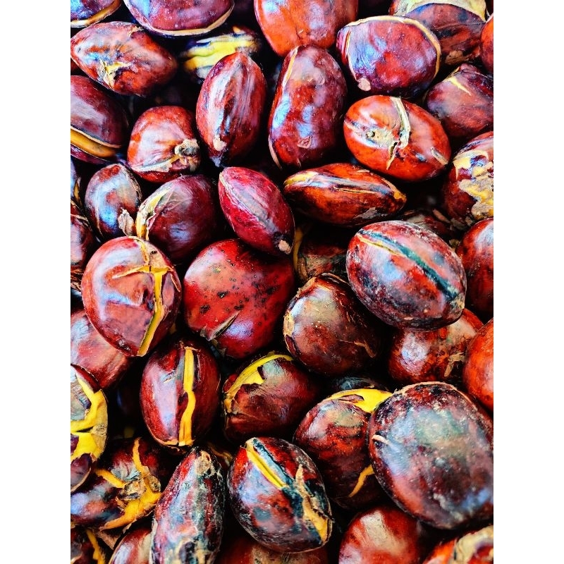 

Jengkol tua super 500 gram