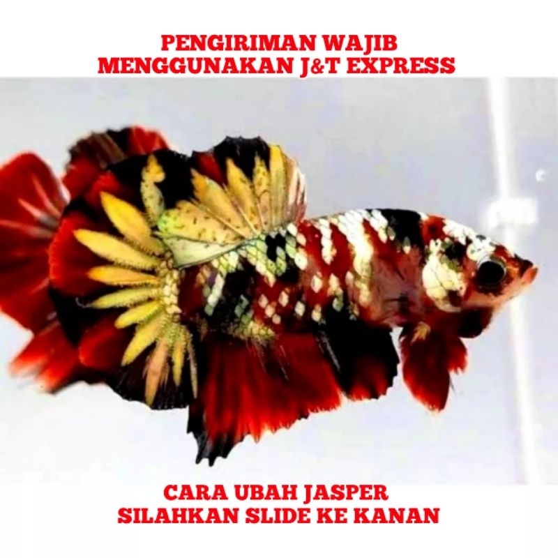 CUPANG RED KOI COPPER TOP GRADE.        (1Pasang)