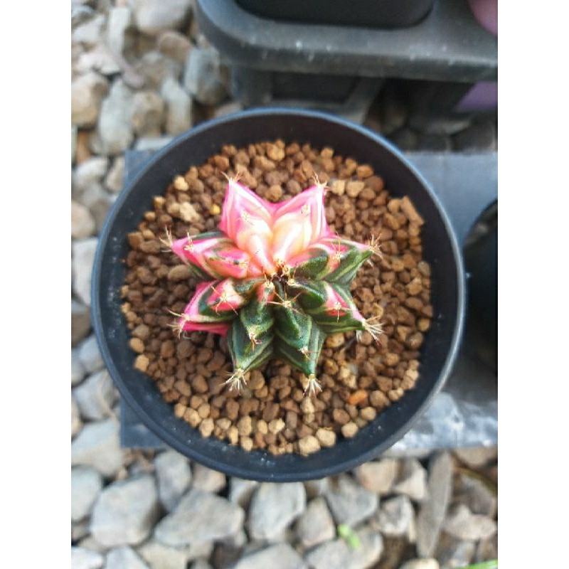 Kaktus gymnocalycium miha hybrid varigata