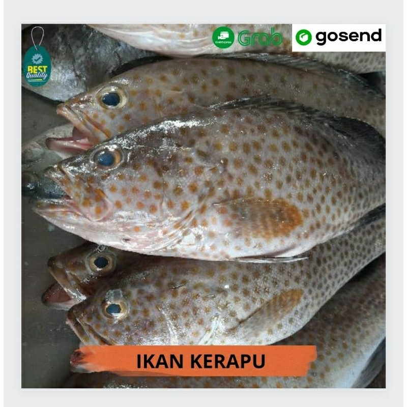 

Ikan Kerapu Segar - 1000gr