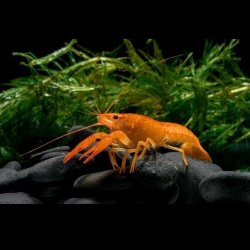 udang hias baby lobster orange