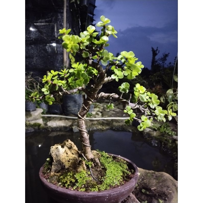 Bonsai Portulacaria afra/Giok/Jade Plant/ mikro |realpict
