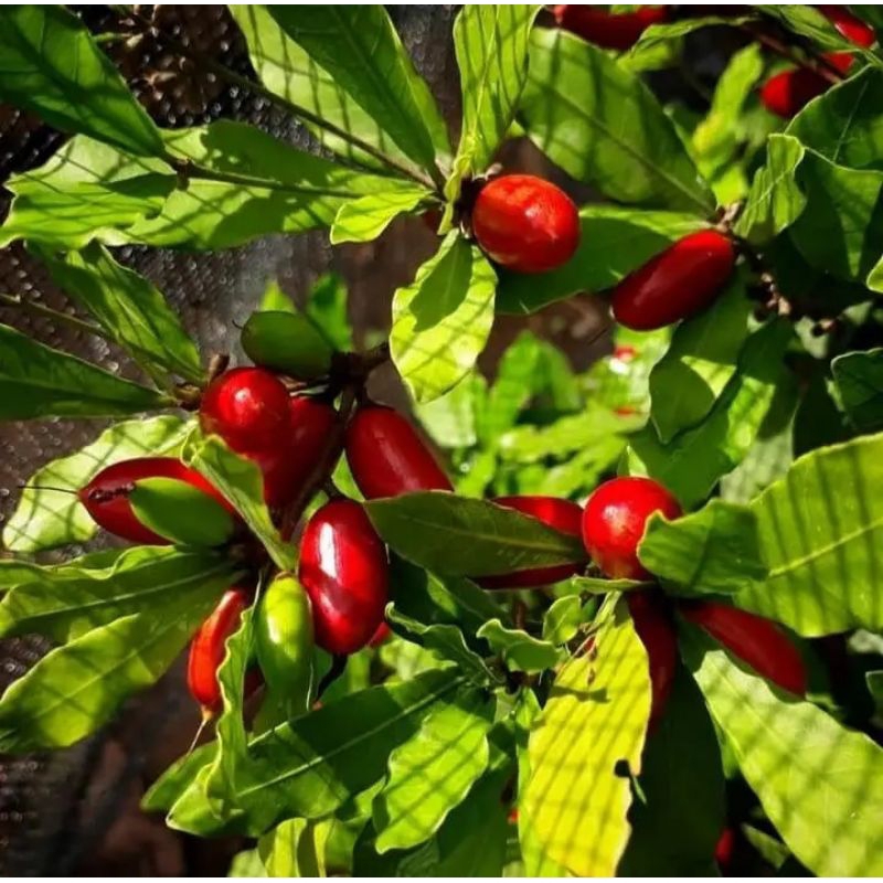 Bibit Buah Miracle Fruit/Buah Ajaib sudah berbunga dan berbuah