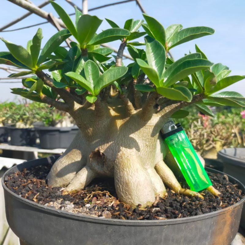 GODJI NOMSOD(Adenium Arabicum/Karakter)