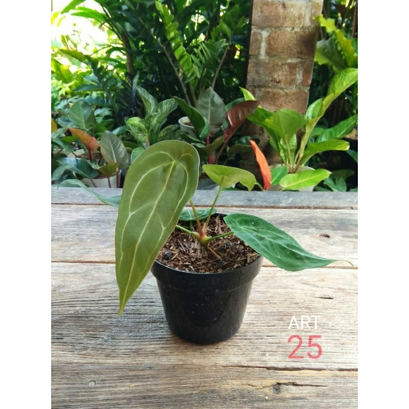 Anthurium Forgetii Original Anturium Forgeti Ori Real Picture