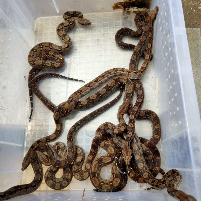nicaragua boa bci no python retic bp