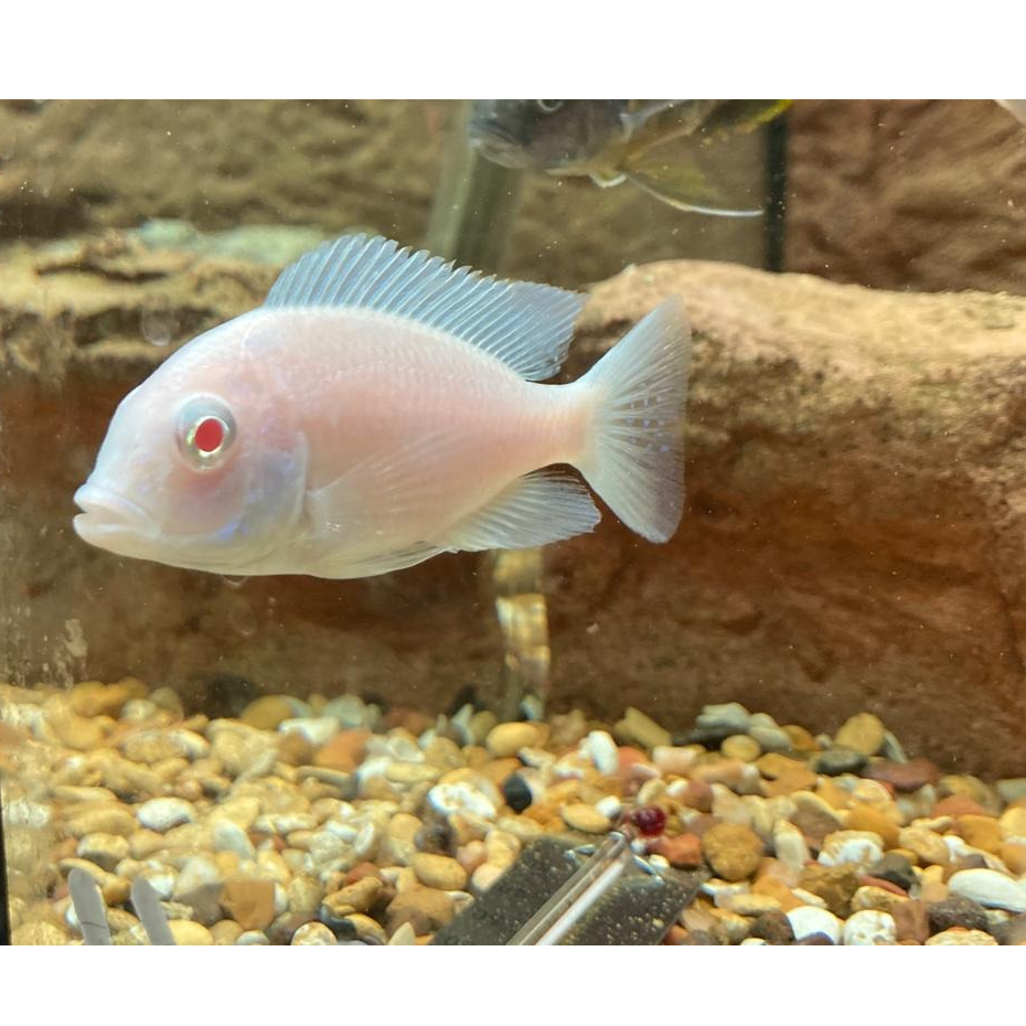 Moorii albino african cichlid 8cm