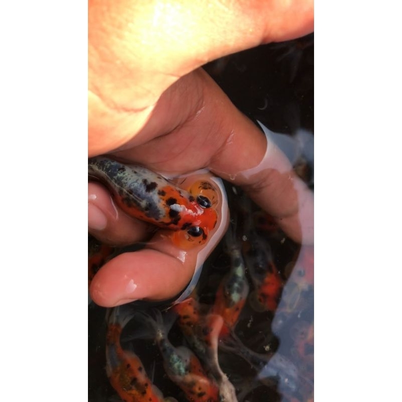 hiasan koki mata balon / bubble eyes