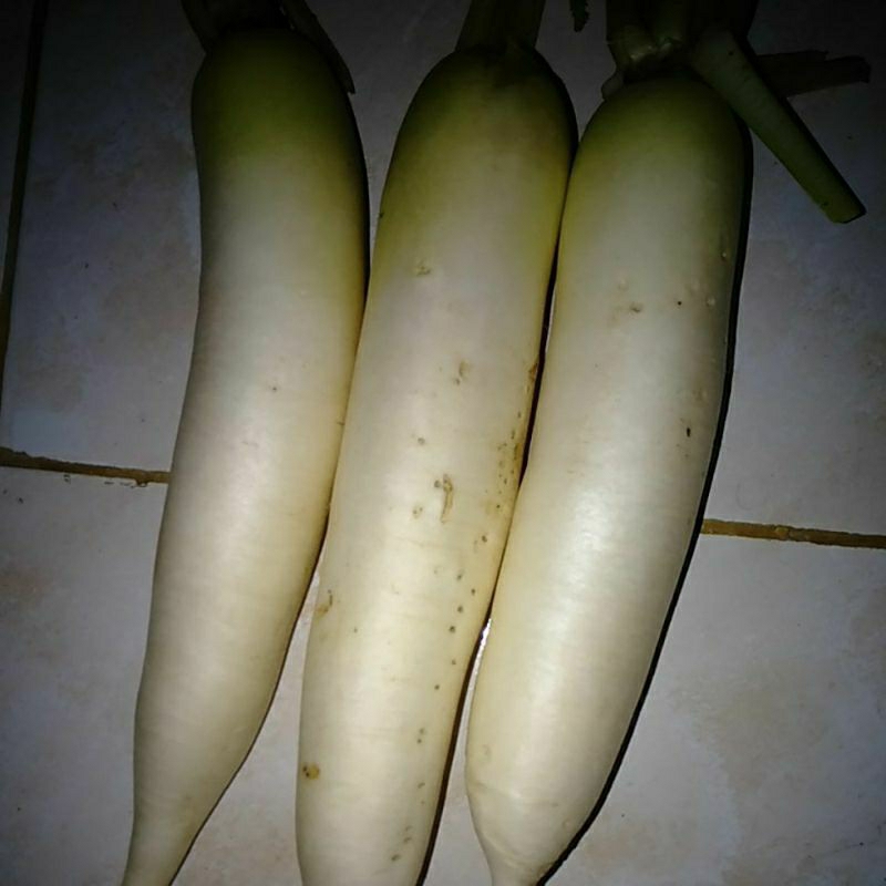 

SAYUR LOBAK PUTIH SEGAR