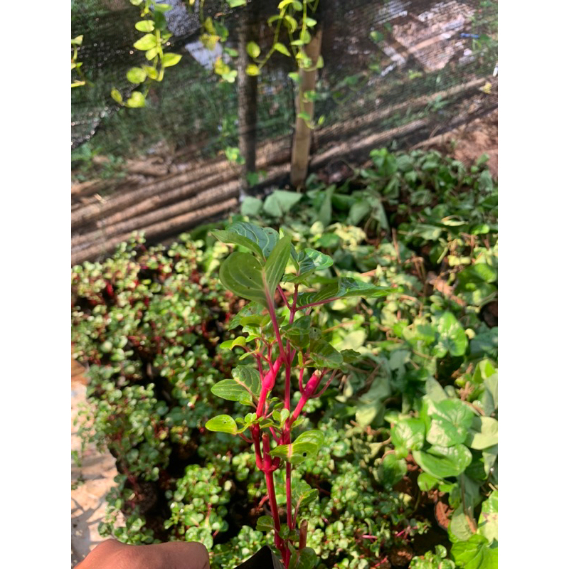 Tanaman hias krokot batang merah