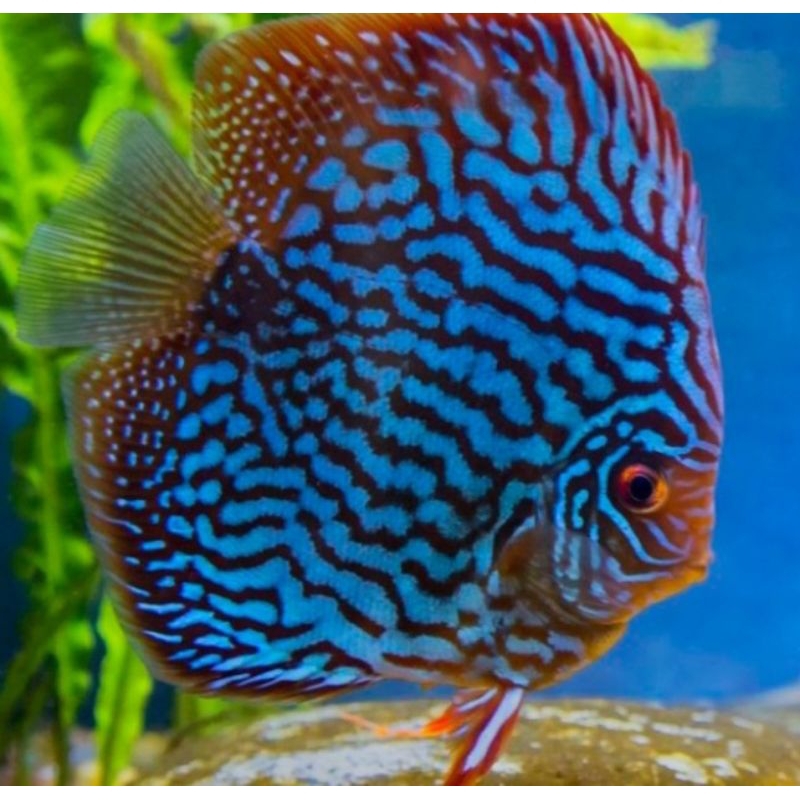 discus turqois ikan hias discus turqois