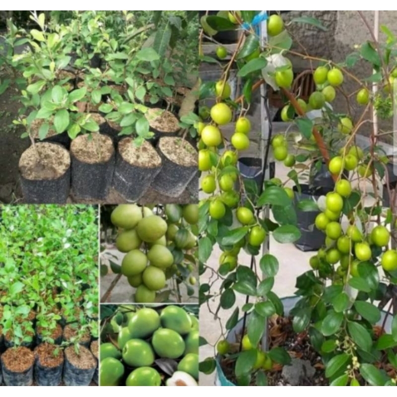 bibit buah apel putsa berbunga/berbuah