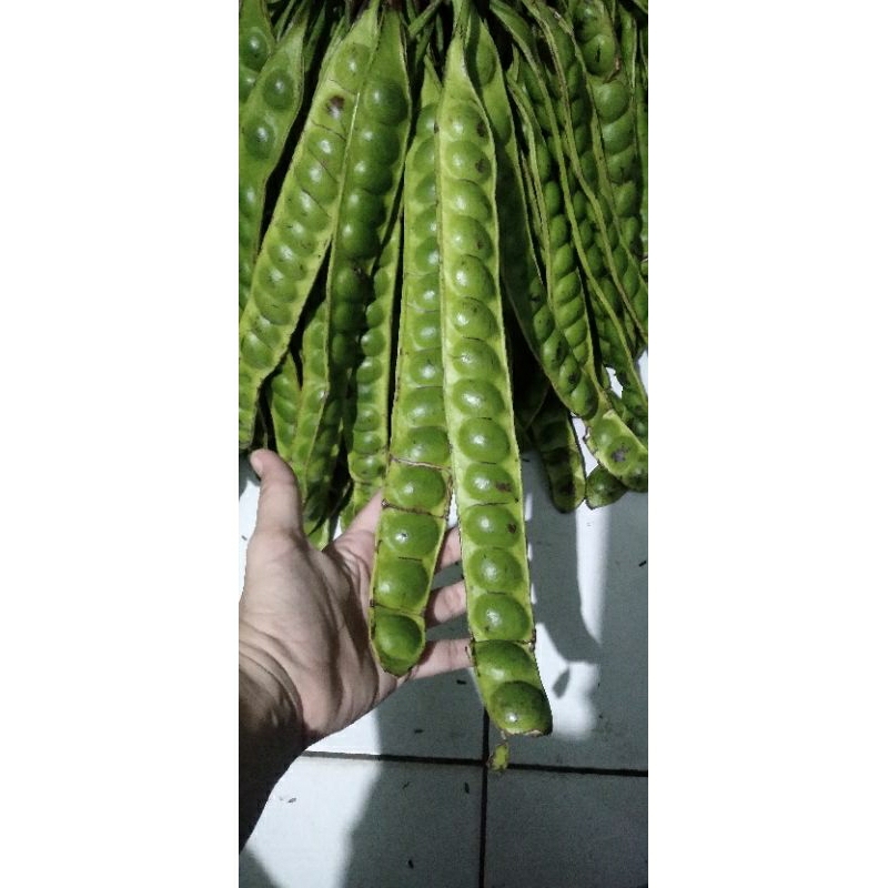 

PETE SUPER PANJANG 10 PAPAN BERGARANSI