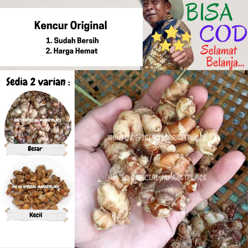 

Kencur Segar (FRESH) 1Kg & 500gr Besar Kecil Alami Cikur Mentah Murah Herbal Sehat Cikur Baduy size Super Segar & Frash Premium hasil dicuci bersih Grade A Bumbu Dapur Alami Original bahan baku bumbu seblak beras kencur herbal kencur tua besar-besar SEGAR