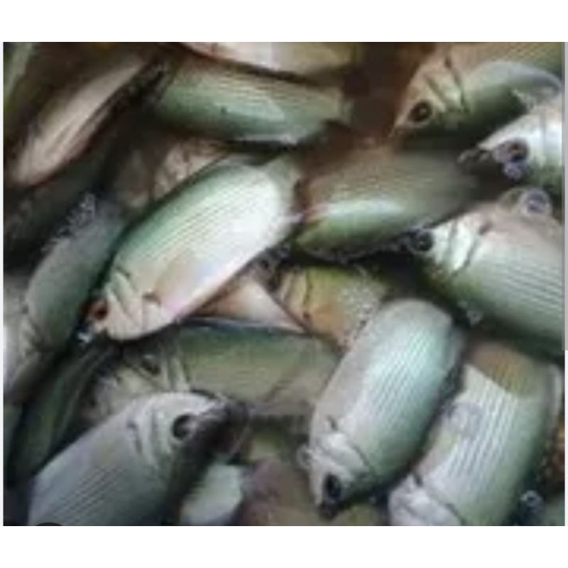 

IKAN TEMBAKANG 500 GR SAYUR SEGAR PALEMBANG