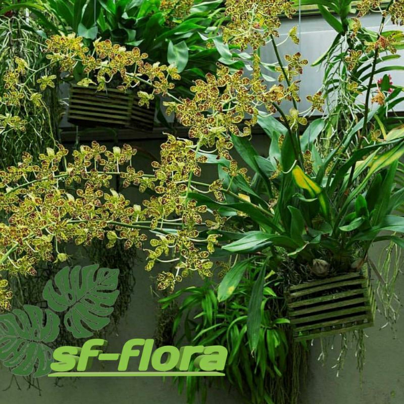 Anggrek grammatophyllum Stapeliiflorum- Tanaman hias bunga anggrek koleksian