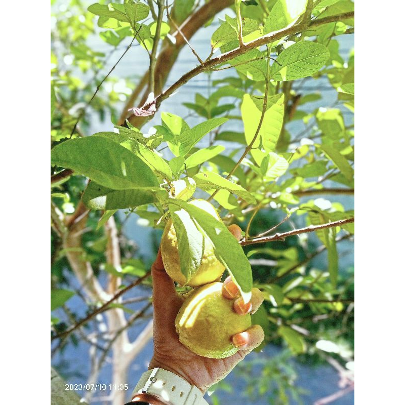 bibit buah jambu biji merah mini