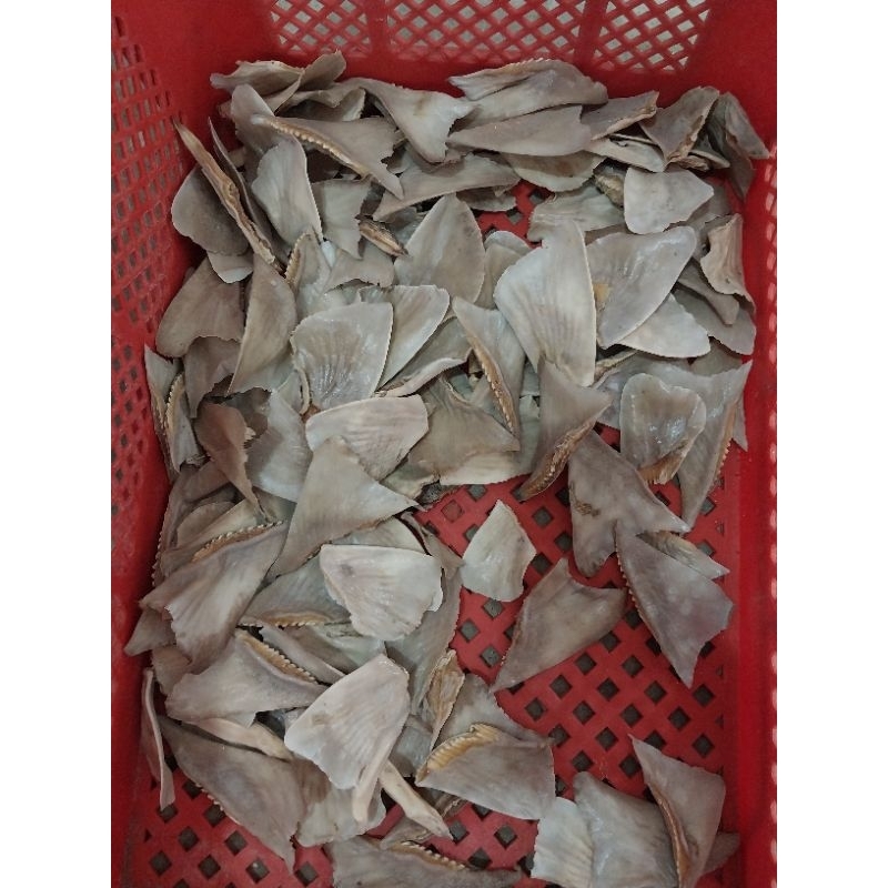 

sirip ikan hiu kering 100 gram