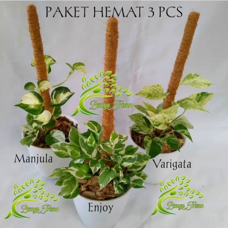 PAKET SUPER MURAH Tanaman Hias Srigading sirih gading include pot dan turus Manjula, varigata, enjoy