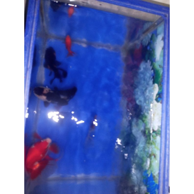 Ikan mas koki panda