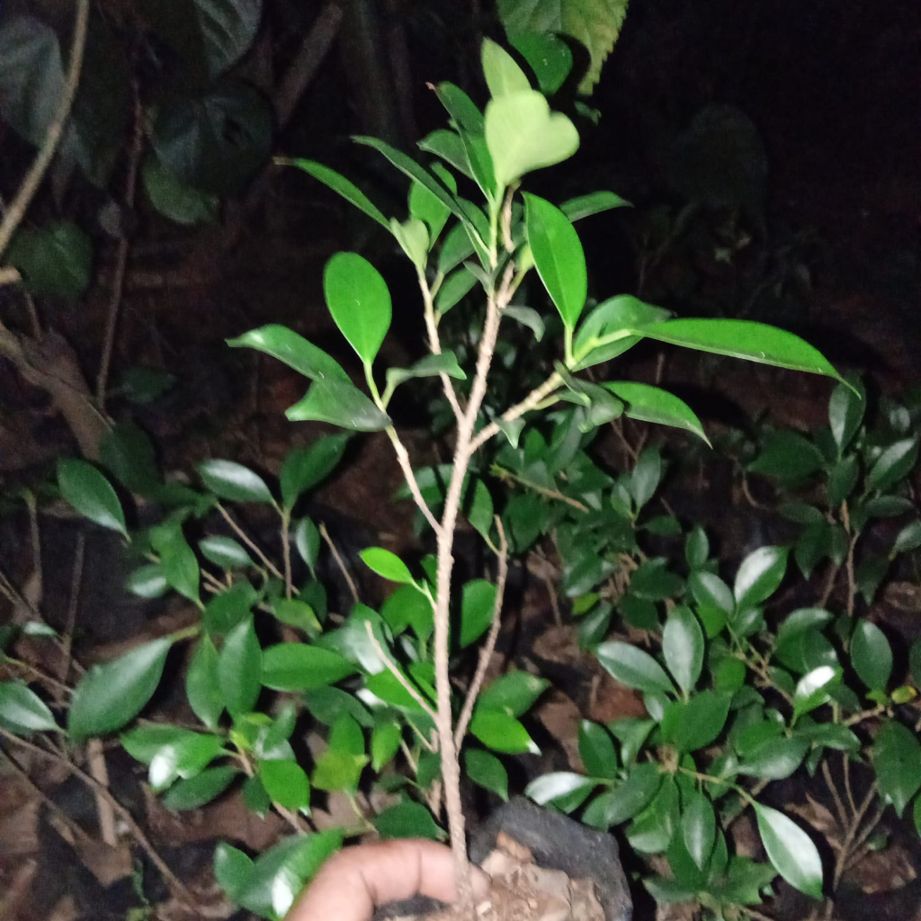 bahan bonsai kimeng rawatan tinggi 25cm