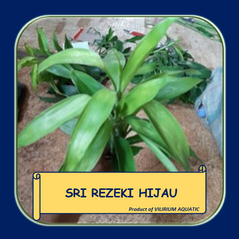 TANAMAN AQUASCAPE - SRI REJEKI HIJAU / SRI SEZEKI HIJAU