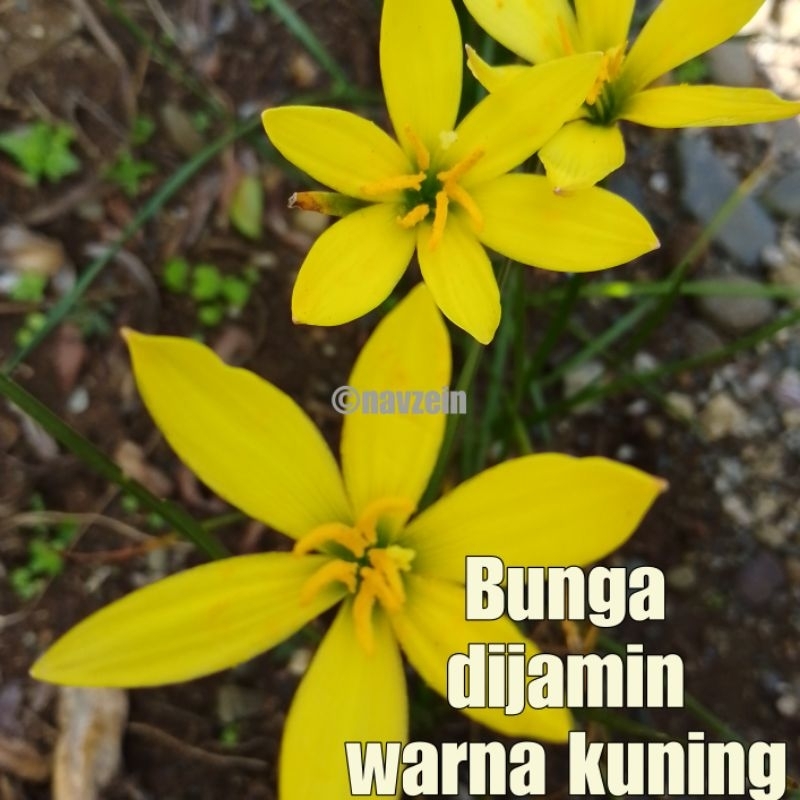 Umbi Lili Hujan/Rain Lily Kuning (100% Asli Kuning)