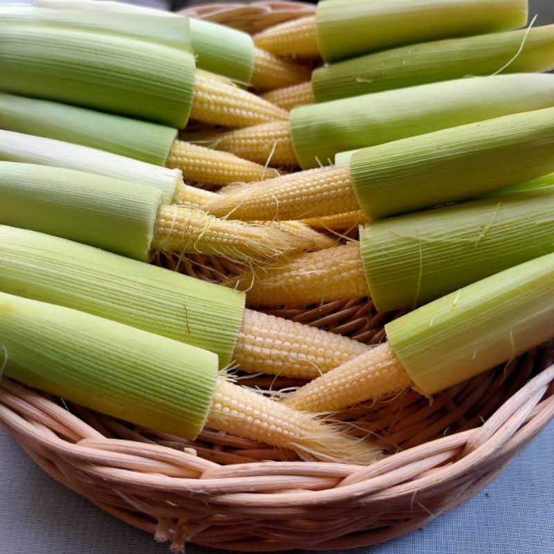 

jagung kecil
