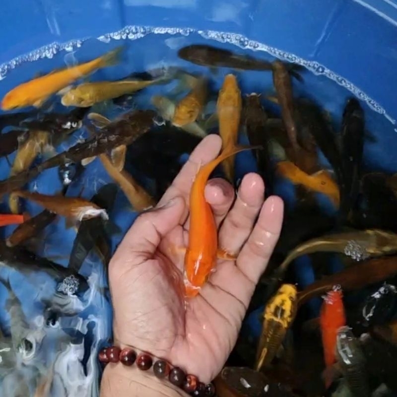 Bibit Ikan Koi Asli Blitar Size 15 bu / Rumah Koi Jakarta / kode 002