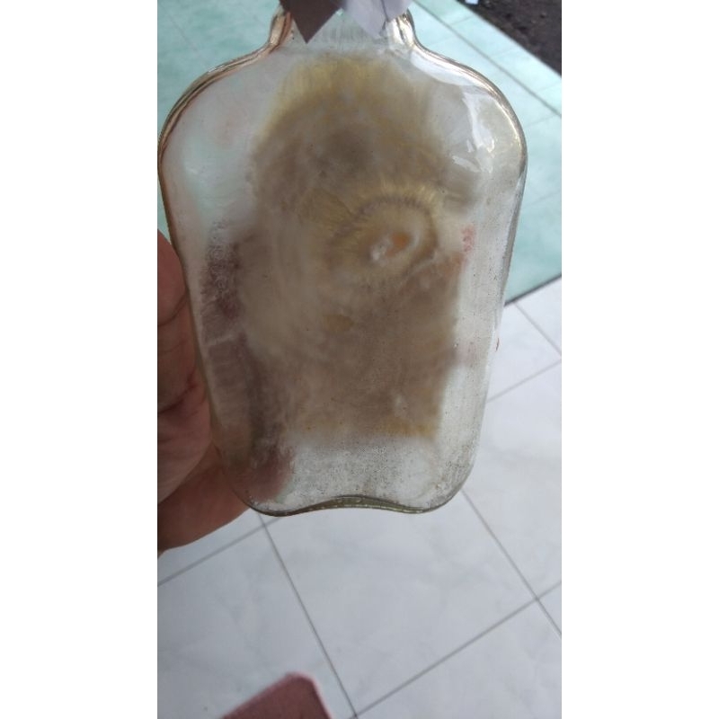 

f0 jamur tiram