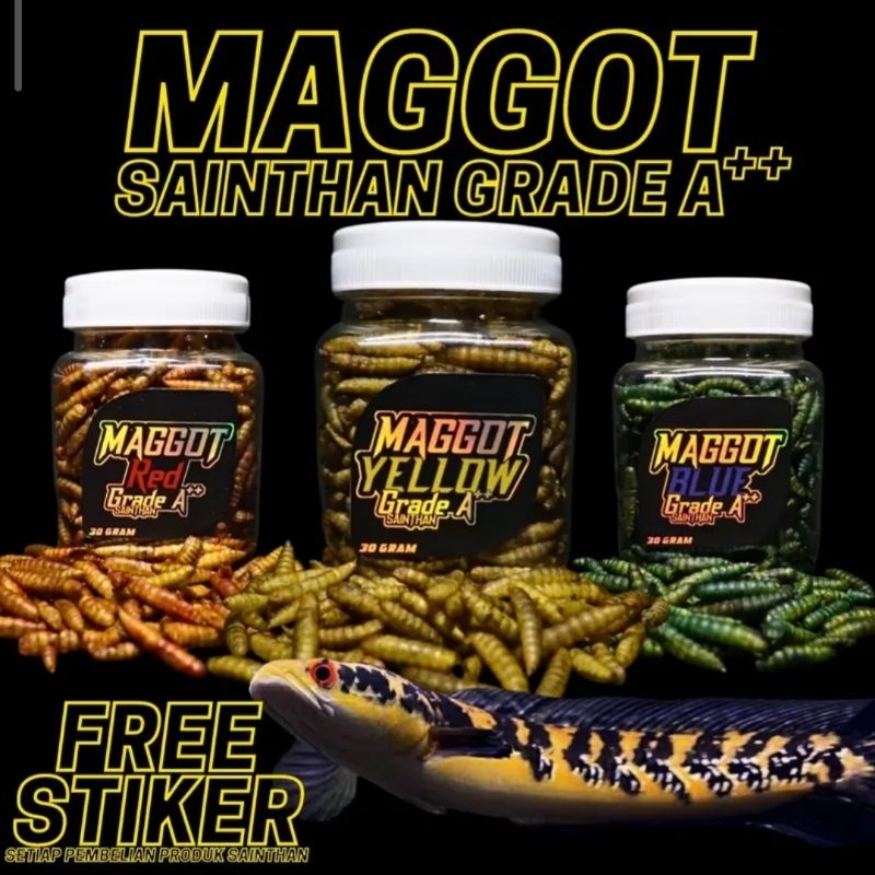 Maggot BSF YELLOW, BLUE, RED, & ALL COLOUR (Kemasan Baru) Grade A++ By SaintHan untuk ikan Channa Ye