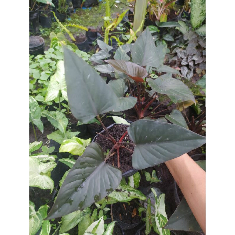 homalomena black