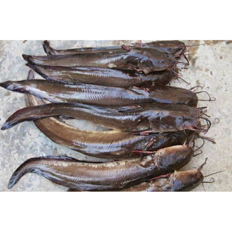 Ikan Sembilang 1kg