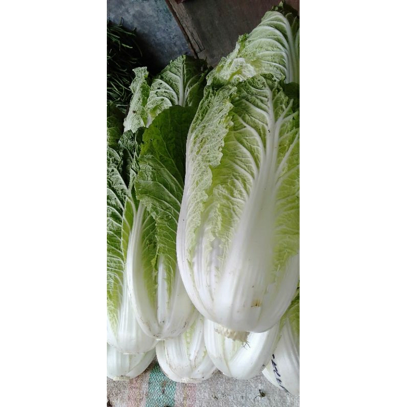 

SAWI PUTIH CINA PETSAI