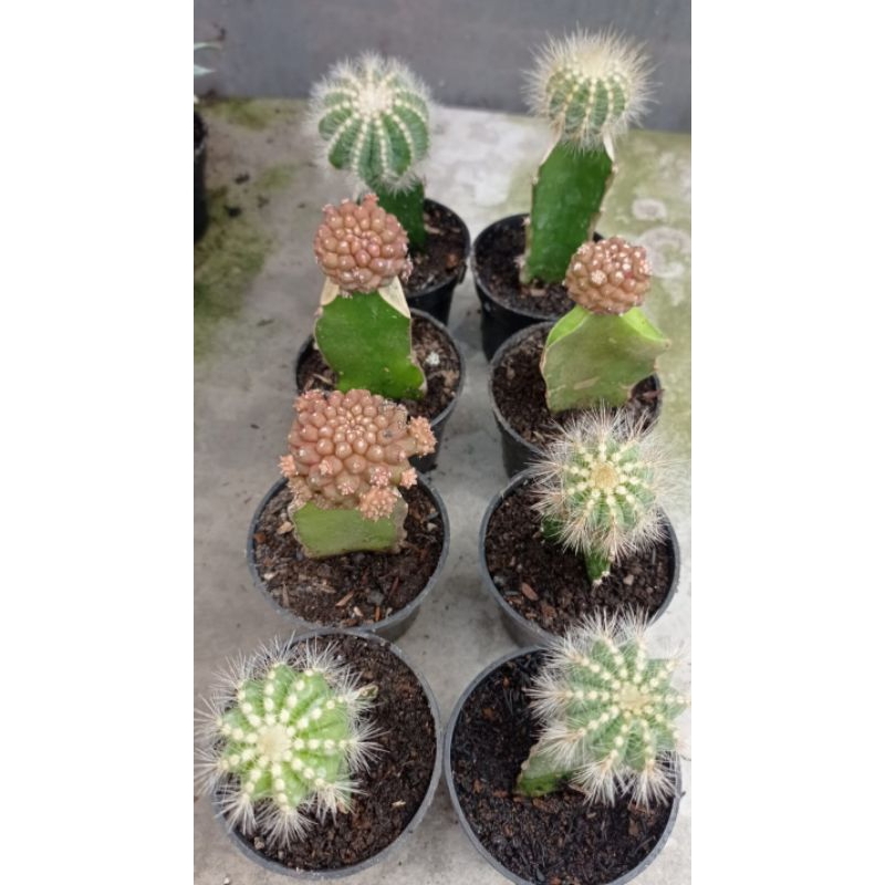 berbagai jenis kaktus