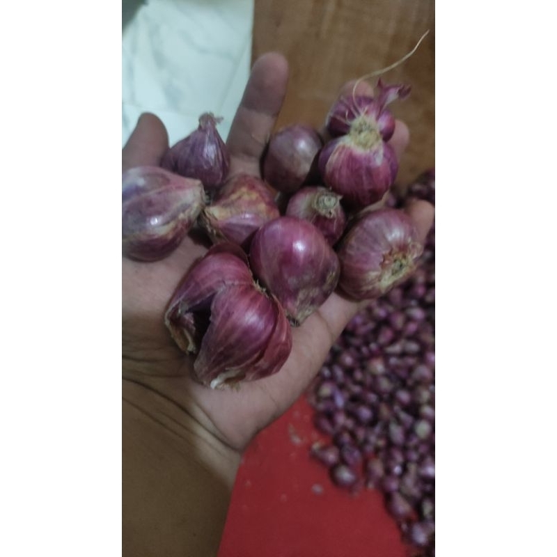 

bawang merah brebes