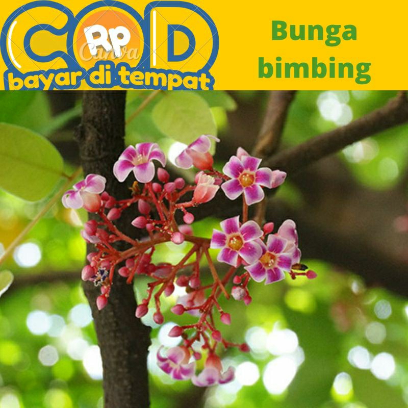 

bunga blimbing manis harga persatu bunga