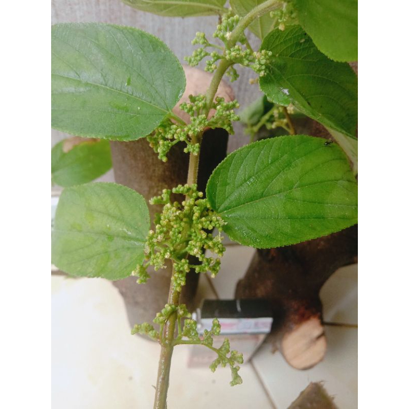 Bahan stek bonsai phusu bulu