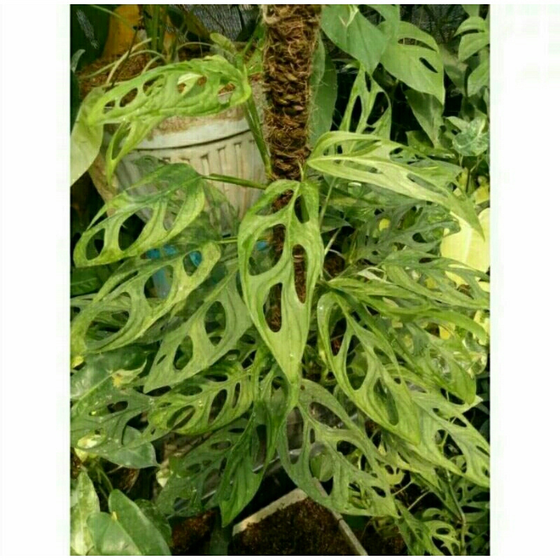 Monstera Adansonii/Janda Bolong Variegata Lokal