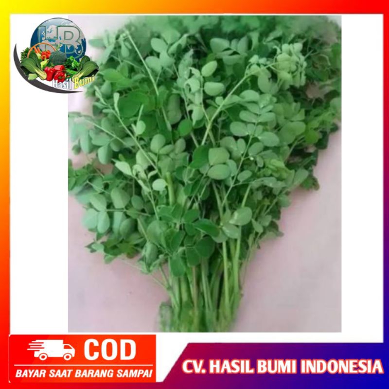 

Daun kelor segar sayuran organik 100gram dijamin segar