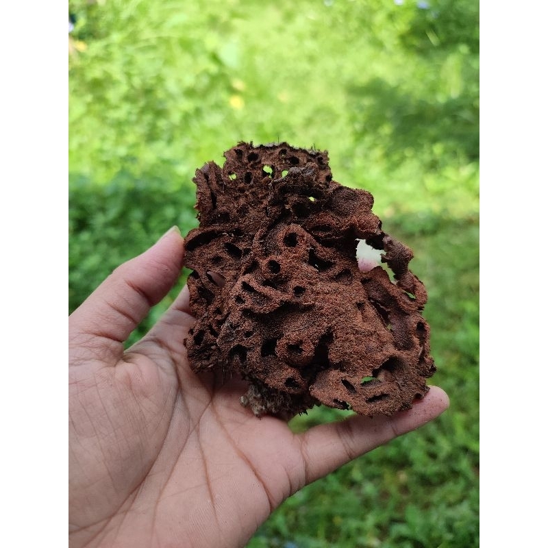 

Sarang semut merah asli papua 100% 1kg