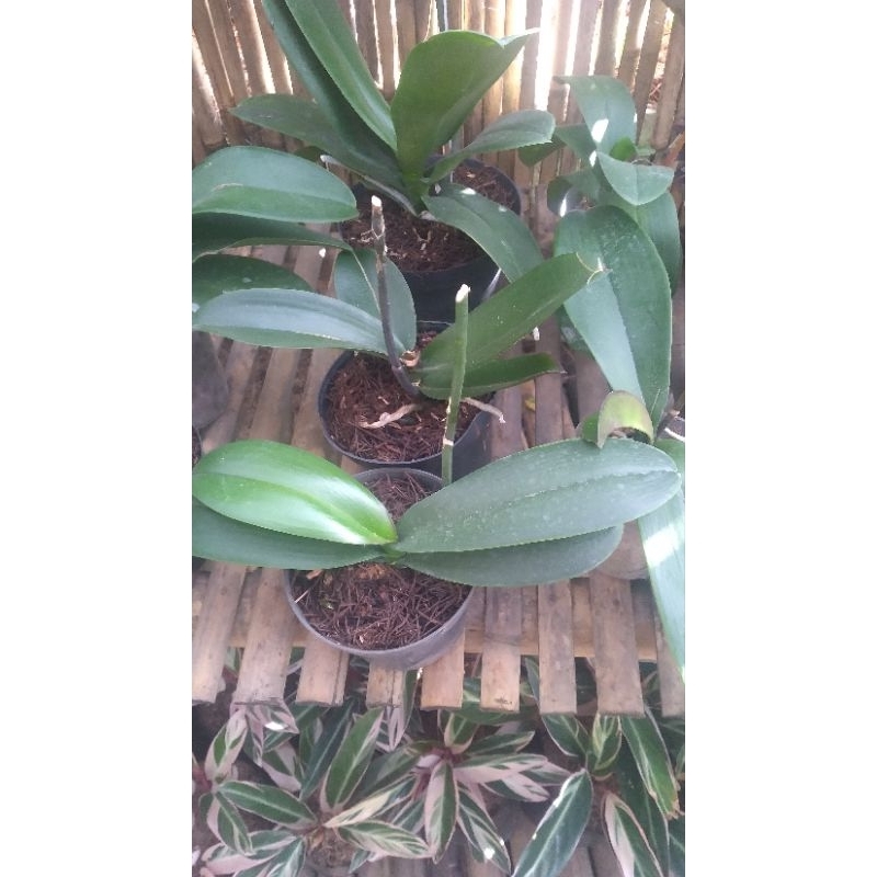 Anggrek Bulan murah 100 dapat 3