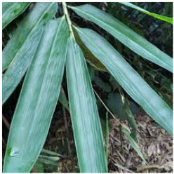 

Daun Bambu Segar 1 Lembar II BESAR/SEDANG/KECIL